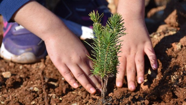 Foto - 16 bin fidanı toprakla buluşturuyor! Atılan bu adım gönüllere dokunuyor!