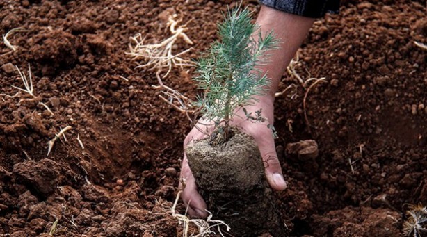 Foto - 16 bin fidanı toprakla buluşturuyor! Atılan bu adım gönüllere dokunuyor!