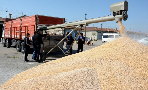 Foto - 16 ton mısırın içinden çıkanlar hayrete düşürdü!