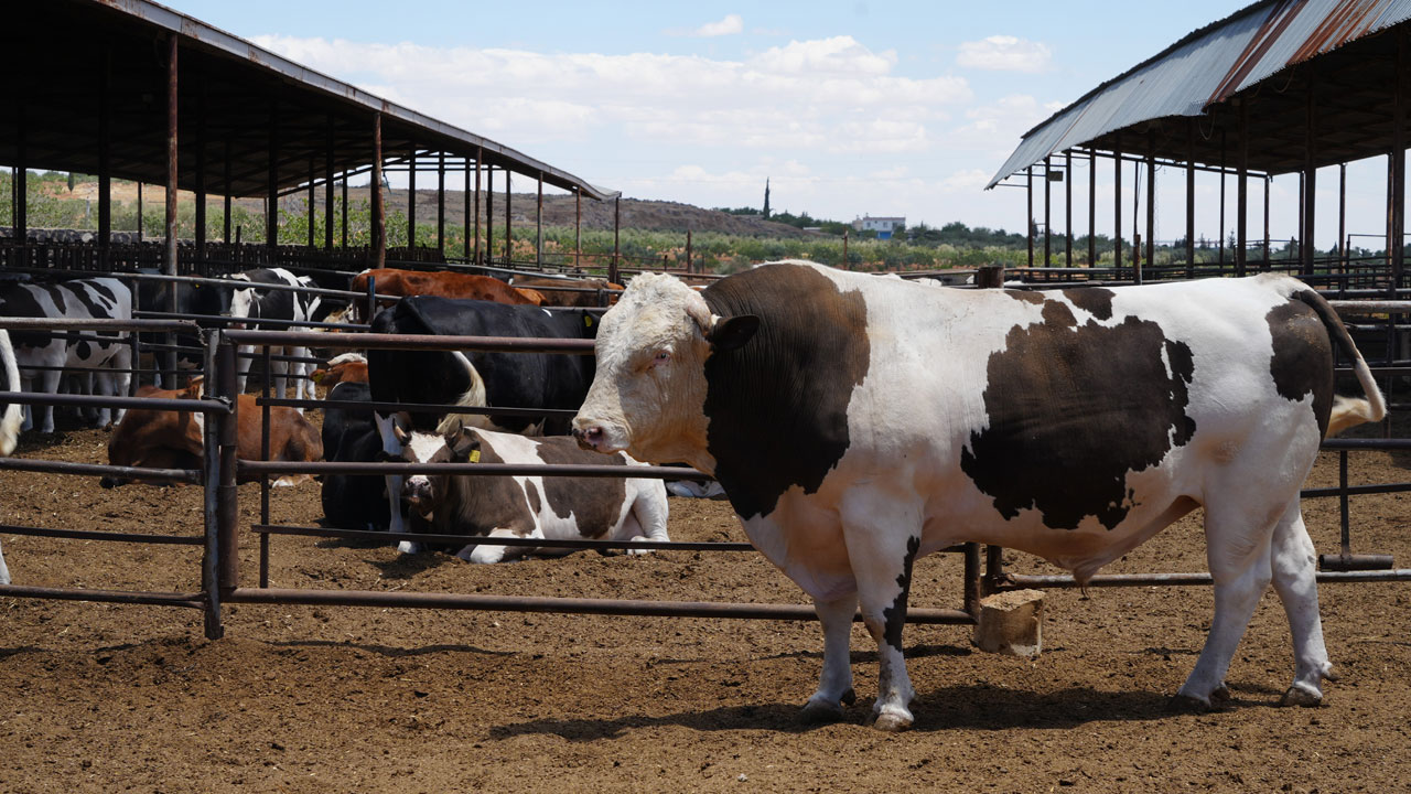 Foto - 1,6 tonluk 'Fıstık' alıcısını bekliyor! Bu dana dudak uçuklatıyor