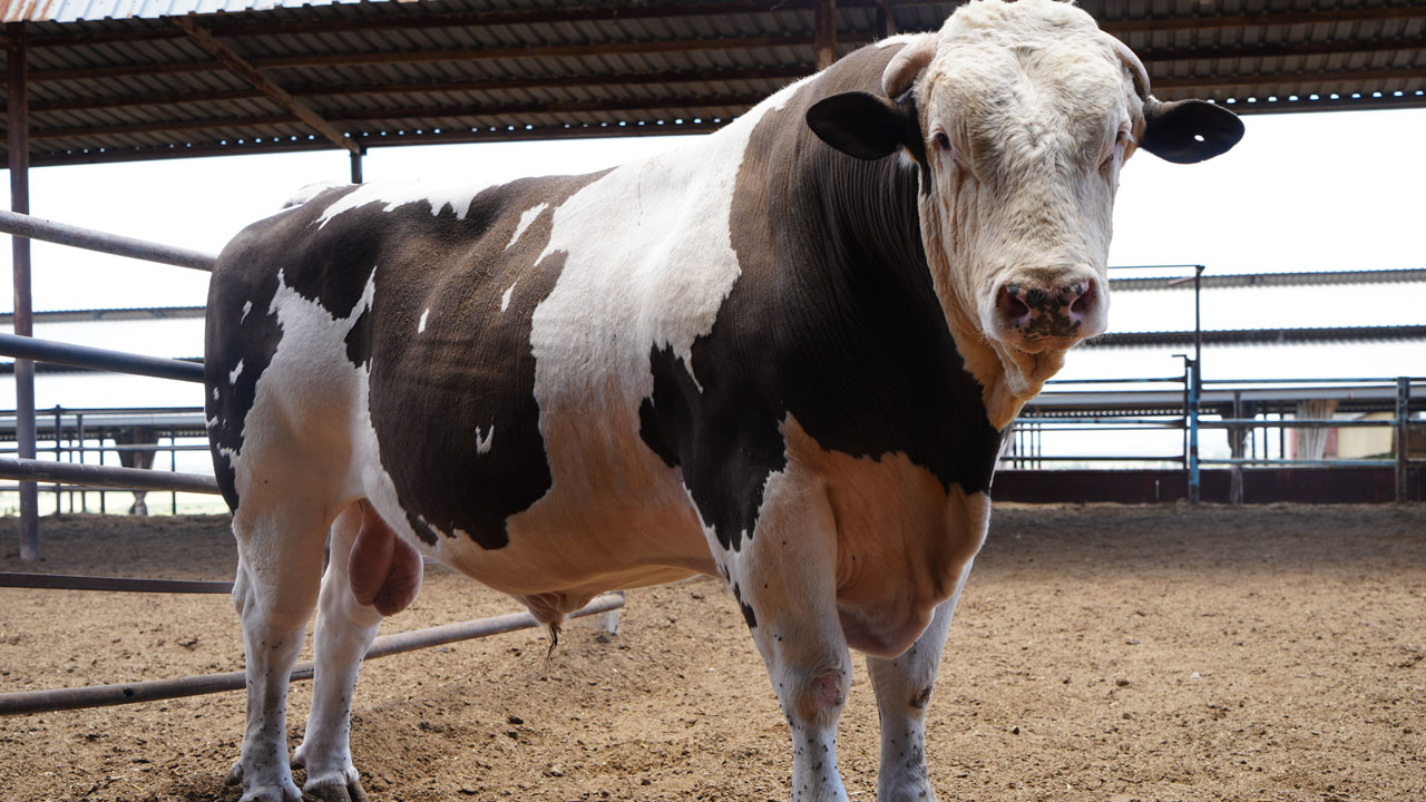 1,6 tonluk 'Fıstık' alıcısını bekliyor! Bu dana dudak uçuklatıyor