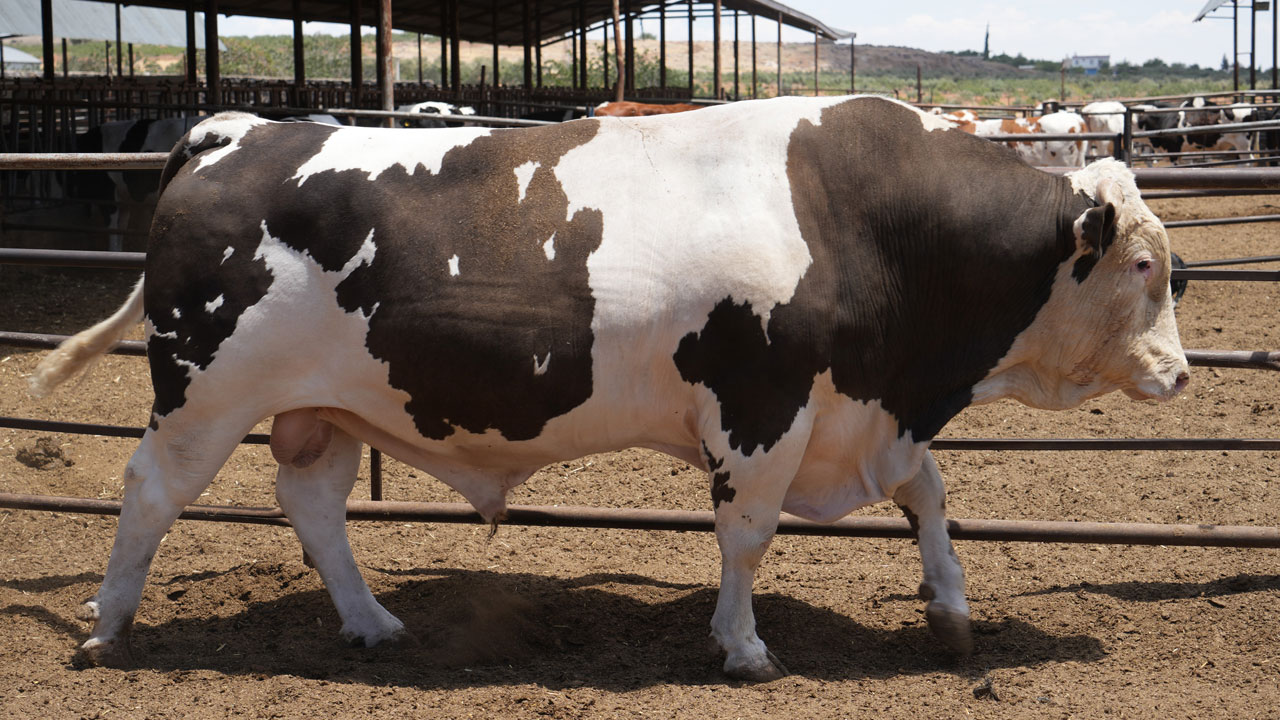 Foto - 1,6 tonluk 'Fıstık' alıcısını bekliyor! Bu dana dudak uçuklatıyor