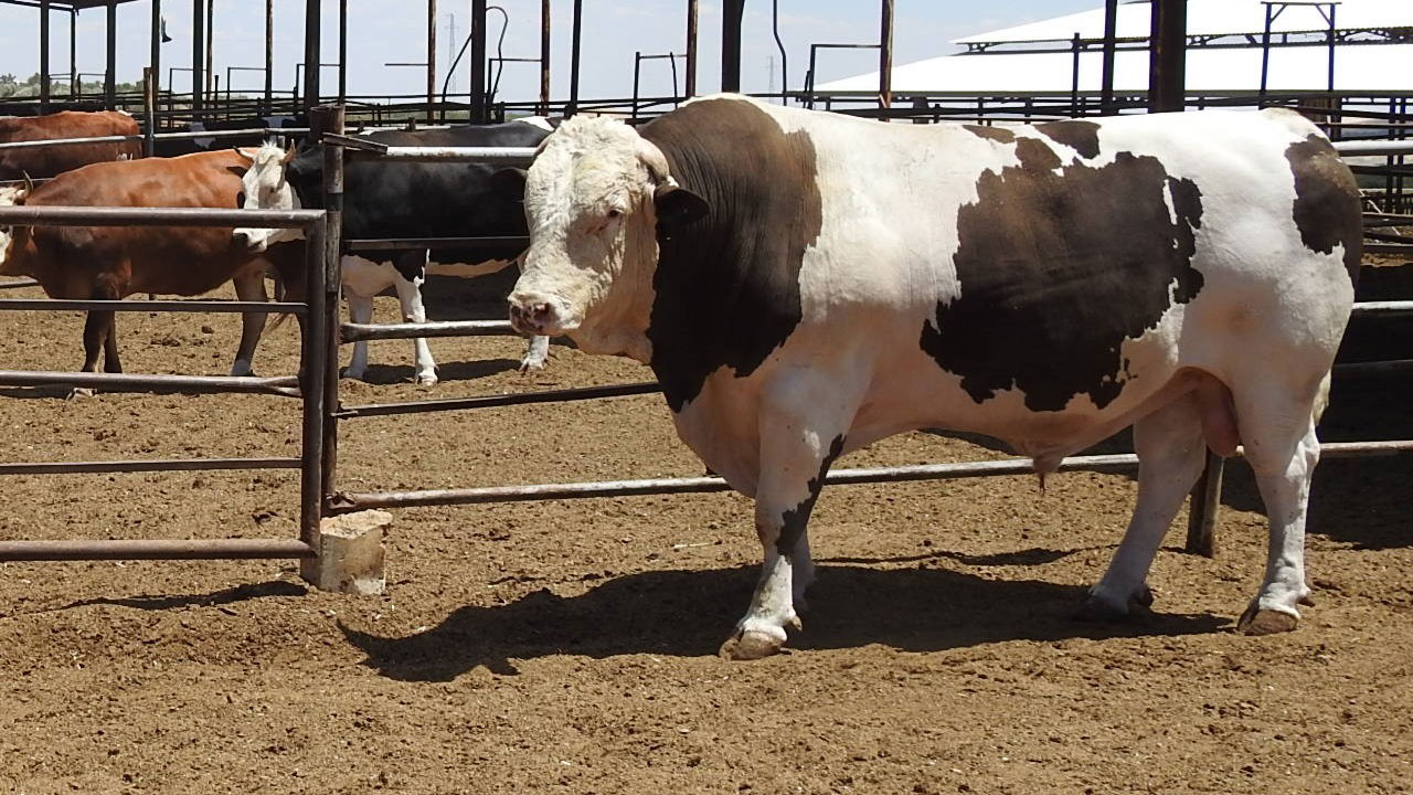 Foto - 1,6 tonluk 'Fıstık' alıcısını bekliyor! Bu dana dudak uçuklatıyor