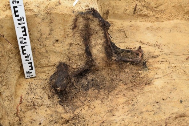 Foto - 16. yüzyıldan kalma toplu mezar bulundu! Bütün çocuk cesetlerinin ağzından aynı şey çıktı