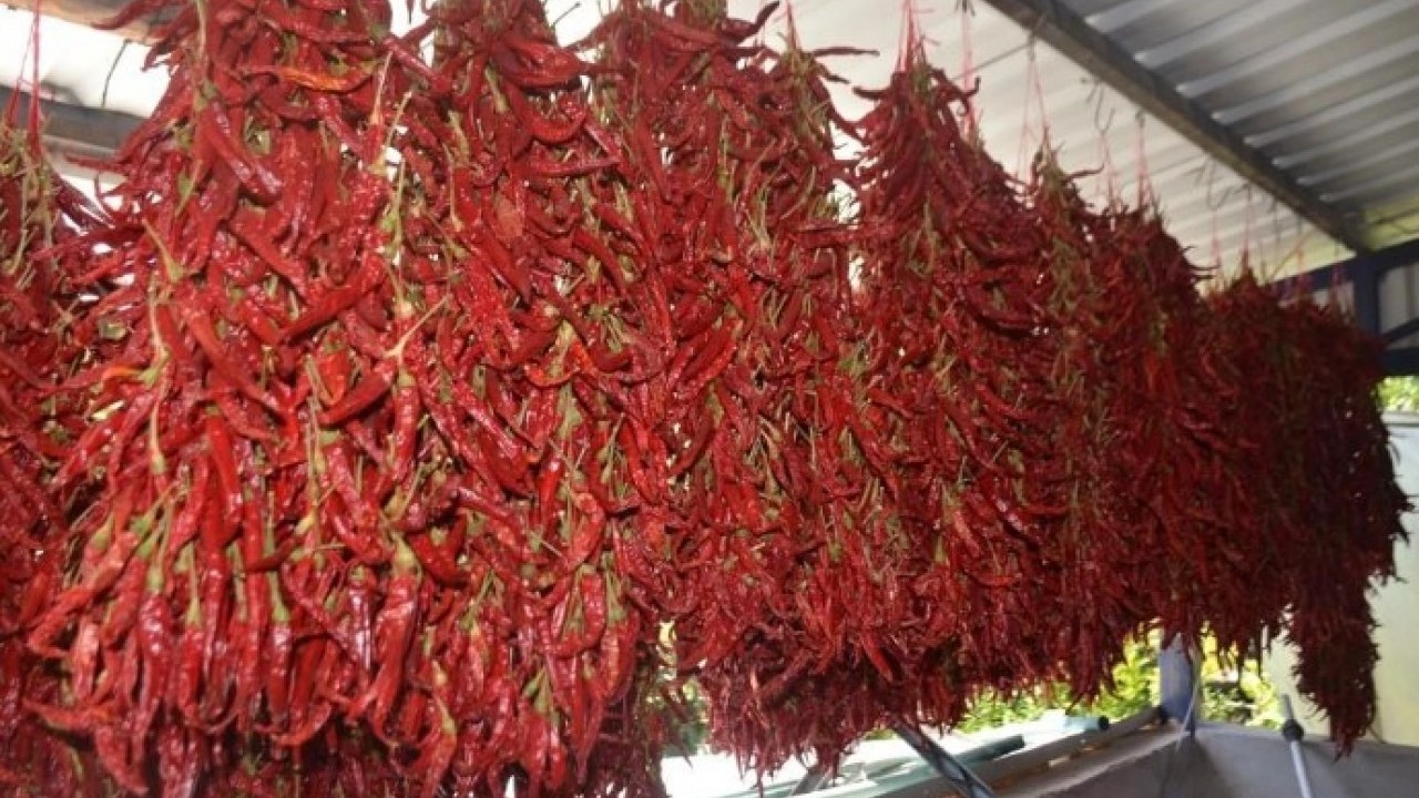 Foto - 1600 yıllık gelenek! 'Kırmızı altın' böyle üretiliyor