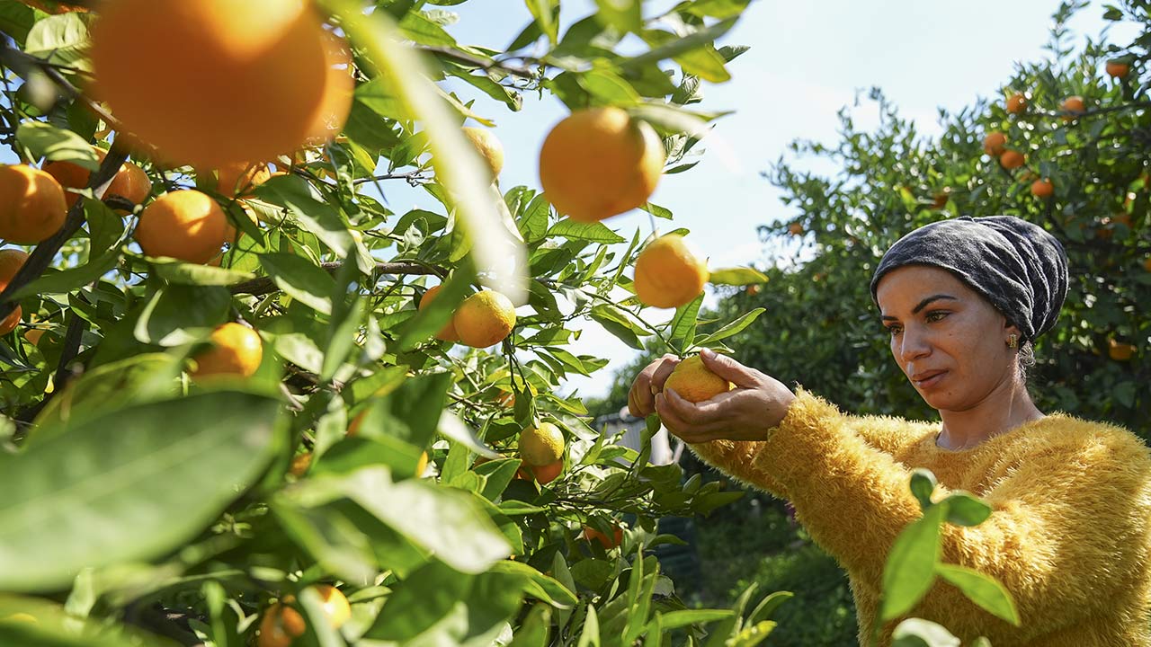 165 bin ton rekolte! Bu meyvenin üreticisi yaşadı... 'Hem ihraç ediyoruz hem iç pazara satıyoruz'