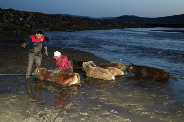 17 büyükbaş hayvan çamura saplandı