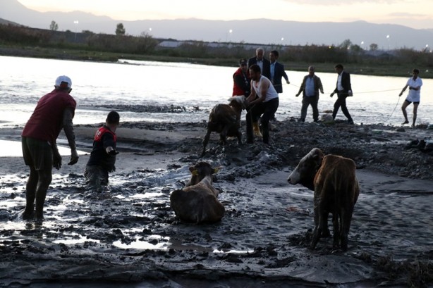 Foto - 17 büyükbaş hayvan çamura saplandı