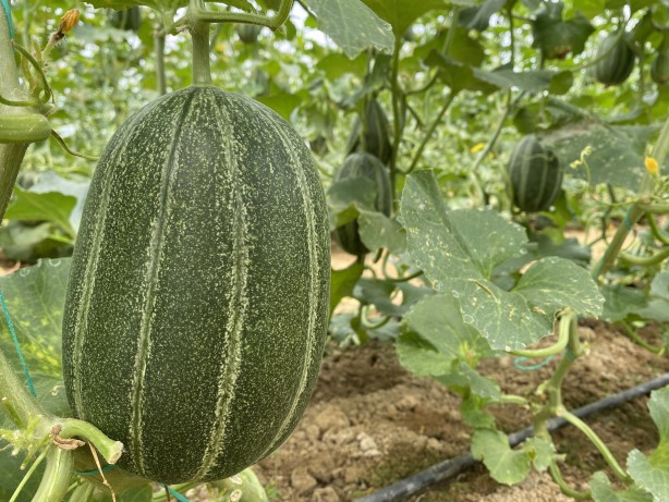 Foto - 17 ülkeye ihraç ediyor! Tam 10 kat daha fazla kazandıran formül