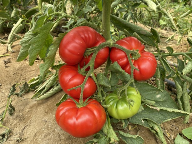 Foto - 17 ülkeye ihraç ediyor! Tam 10 kat daha fazla kazandıran formül