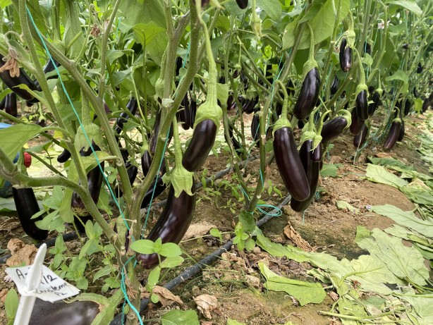 17 ülkeye ihraç ediyor! Tam 10 kat daha fazla kazandıran formül