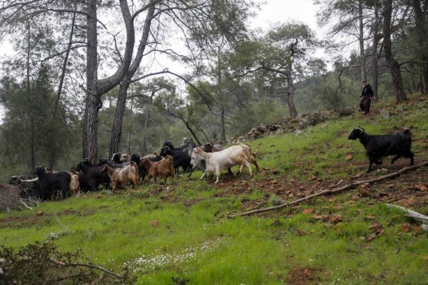 Foto - 17 yıldır dağda tek başına yaşayan adamın insanlara küsme nedeni şaşırttı! Sen ne yaptın böyle Mehmet dayı