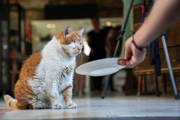 Foto - 17 yıldır tarihi hanı mesken tutuyor! İşte karşınızda yerli Garfield