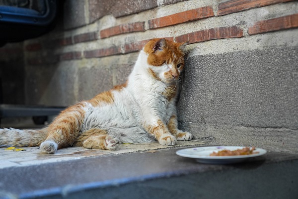 Foto - 17 yıldır tarihi hanı mesken tutuyor! İşte karşınızda yerli Garfield