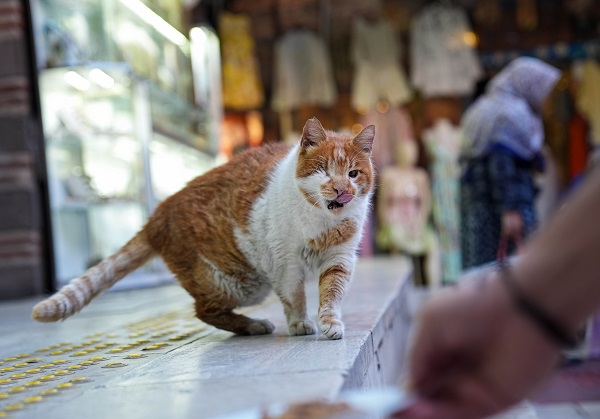Foto - 17 yıldır tarihi hanı mesken tutuyor! İşte karşınızda yerli Garfield