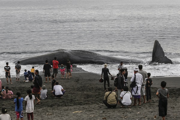 Foto - 18 metrelik balina karaya vurdu