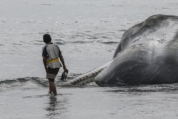 Foto - 18 metrelik balina karaya vurdu