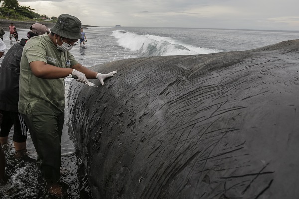 Foto - 18 metrelik balina karaya vurdu