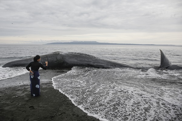 Foto - 18 metrelik balina karaya vurdu