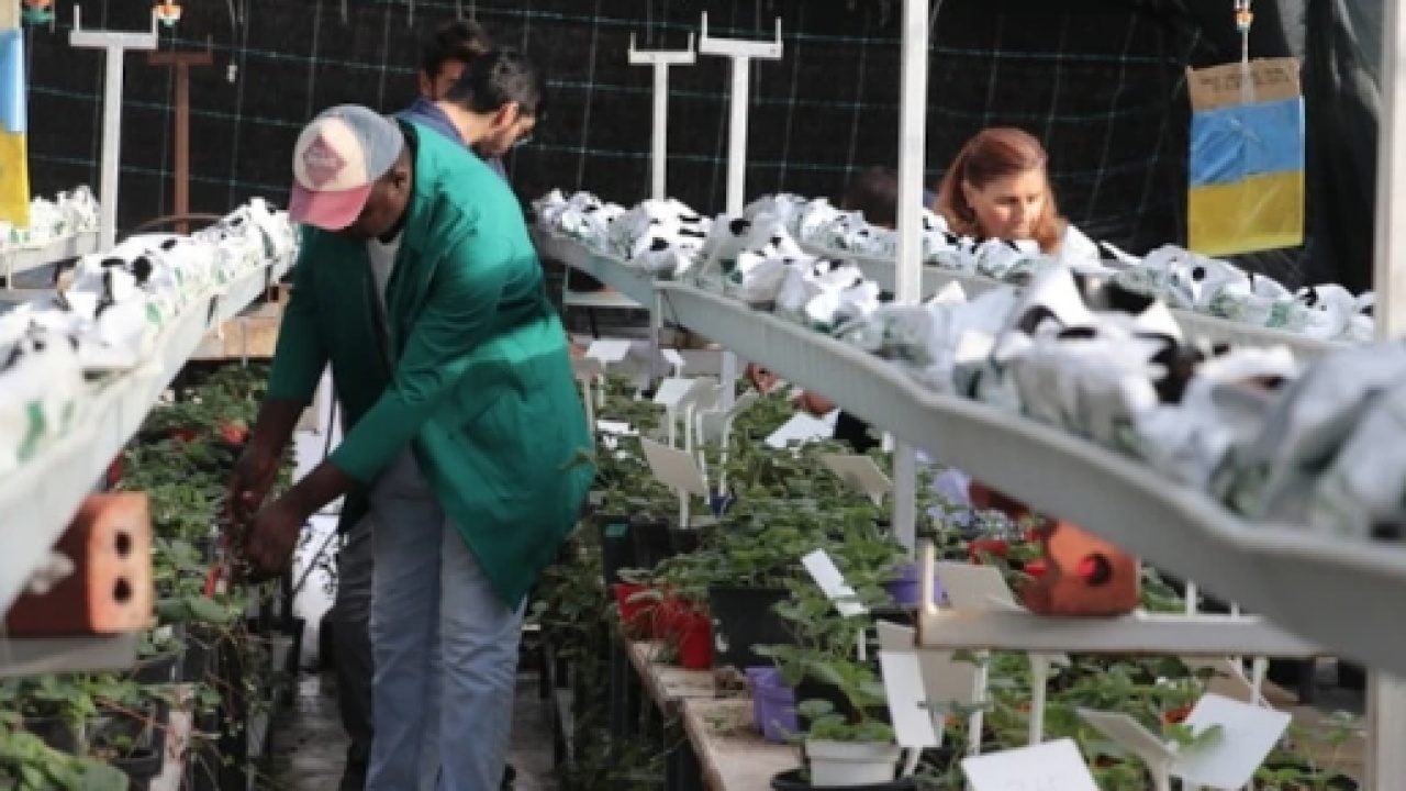 Foto - 18 milyon lira destekli proje: TÜBİTAK destekli projeyle kuraklığa dayanıklı yeni tohumlar geliştiriliyor