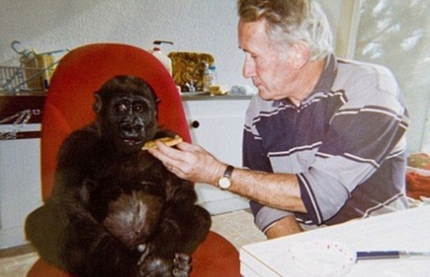 Foto - 18 senedir bir gorille yaşıyorlar!