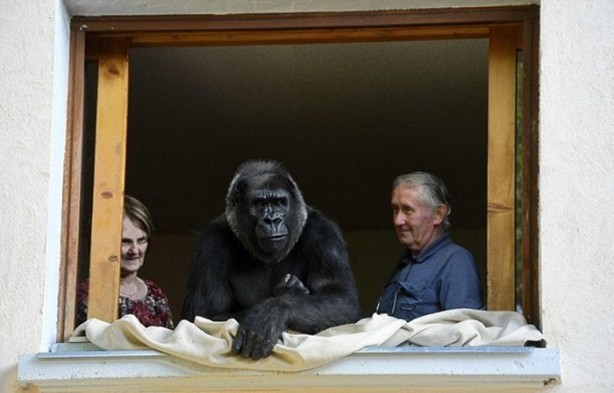 Foto - 18 senedir bir gorille yaşıyorlar!