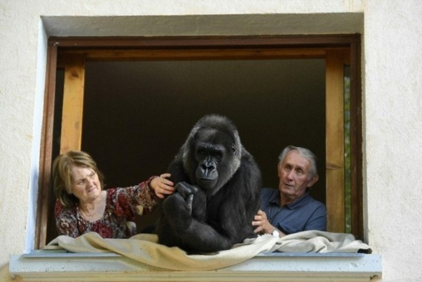  18 senedir bir gorille yaşıyorlar!
