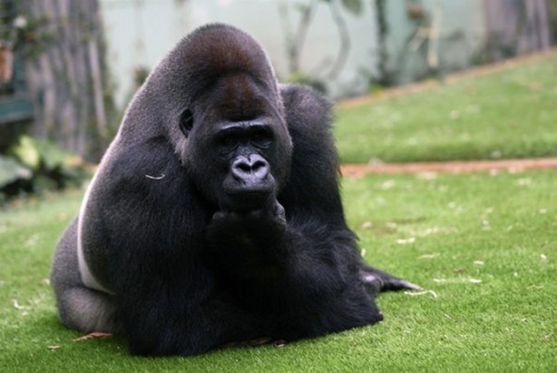 Foto - 18 senedir bir gorille yaşıyorlar!