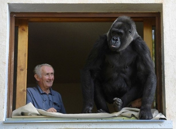 Foto - 18 senedir bir gorille yaşıyorlar!