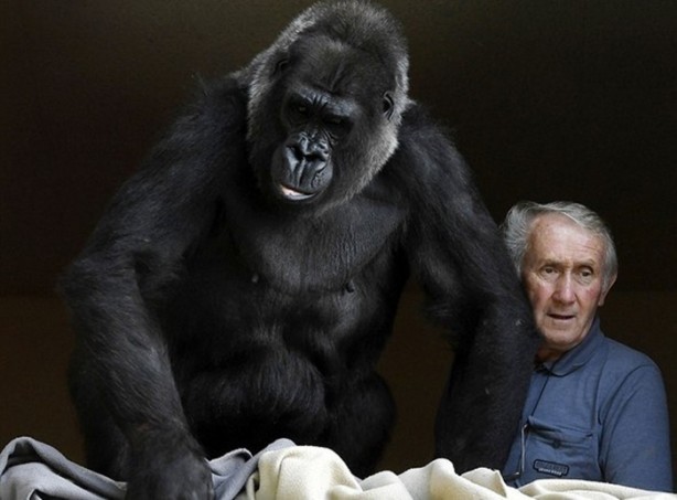 Foto - 18 senedir bir gorille yaşıyorlar!