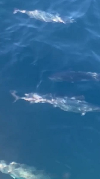 Foto - 18 ton yakaladı kasası bin TL!