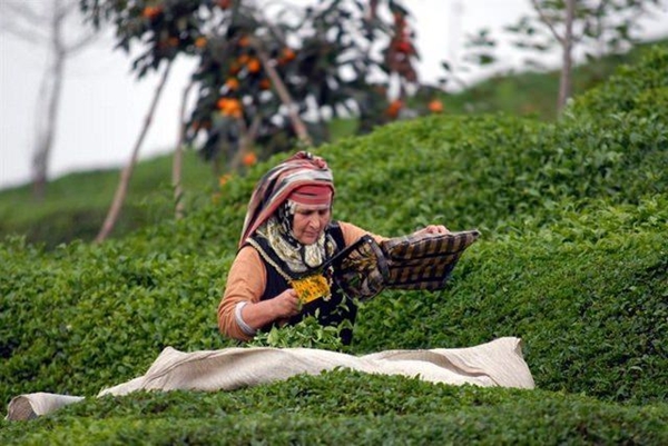 Foto - İyi çay demlemek için...