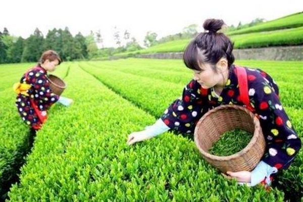 Foto - İyi çay demlemek için...