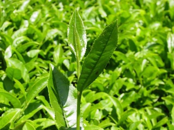 Foto - İyi çay demlemek için...