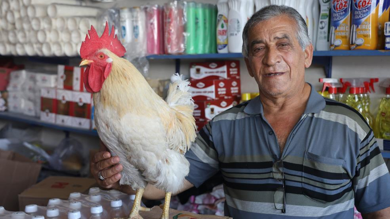 Foto - 19 aydır beslediği horozu şehir turuna çıkardı