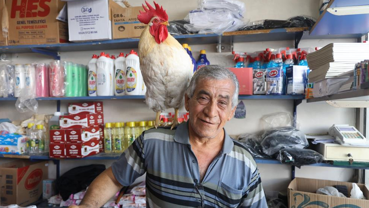 Foto - 19 aydır beslediği horozu şehir turuna çıkardı