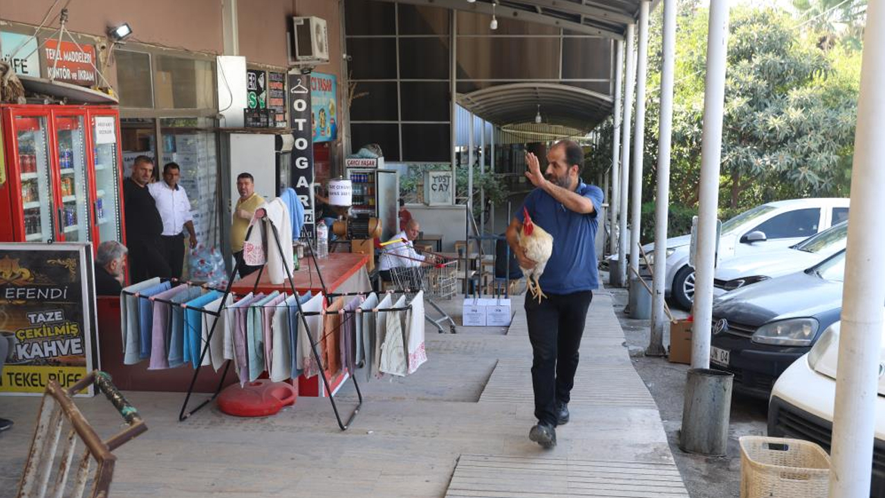 Foto - 19 aydır beslediği horozu şehir turuna çıkardı