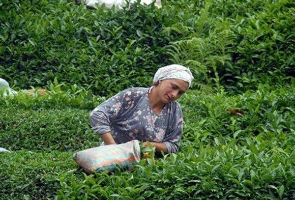 Foto - İyi çay demlemek için...