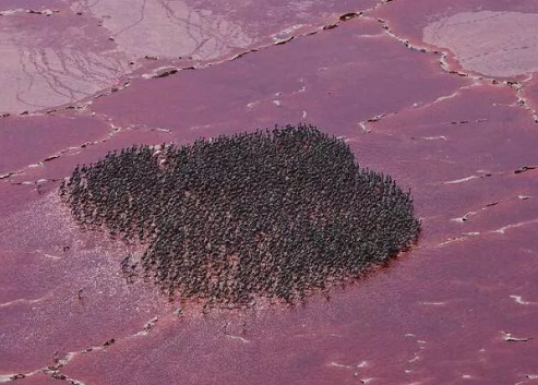 Foto - 1939'da keşfedilmişti, bilim insanları açıkladı! Sırrı çözüldü