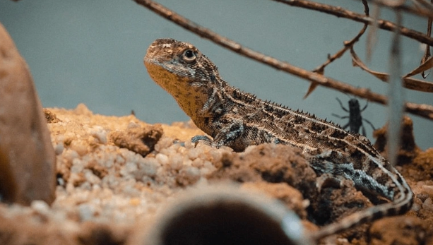 Foto - 1990 yılından bu yana hiçbir yerde görülmeyen canlı bir anda ortaya çıktı! Dünya şokta