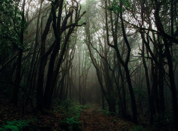 1990 yılından bu yana hiçbir yerde görülmeyen canlı bir anda ortaya çıktı! Dünya şokta