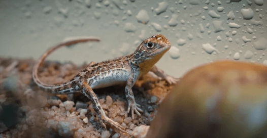 Foto - 1990 yılından bu yana hiçbir yerde görülmeyen canlı bir anda ortaya çıktı! Dünya şokta