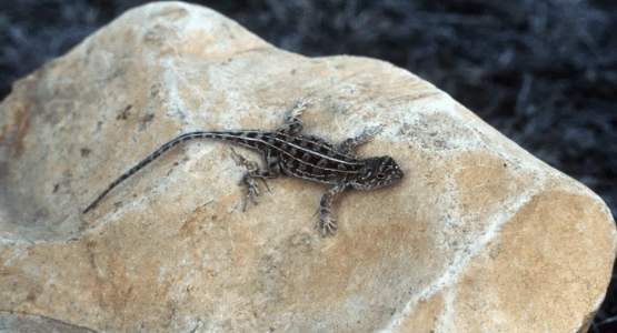 Foto - 1990 yılından bu yana hiçbir yerde görülmeyen canlı bir anda ortaya çıktı! Dünya şokta