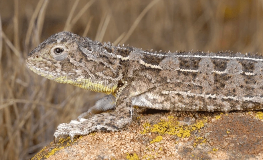 Foto - 1990 yılından bu yana hiçbir yerde görülmeyen canlı bir anda ortaya çıktı! Dünya şokta