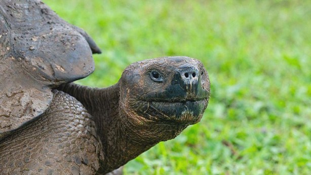 Foto - 1990 yılından bu yana hiçbir yerde görülmeyen canlı bir anda ortaya çıktı! Dünya şokta