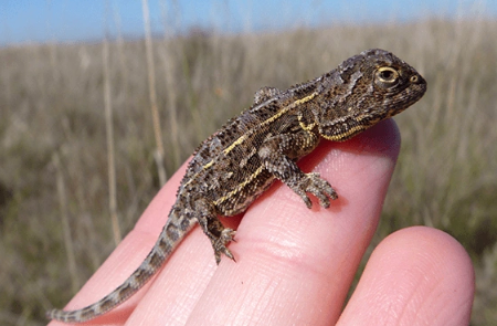 Foto - 1990 yılından bu yana hiçbir yerde görülmeyen canlı bir anda ortaya çıktı! Dünya şokta