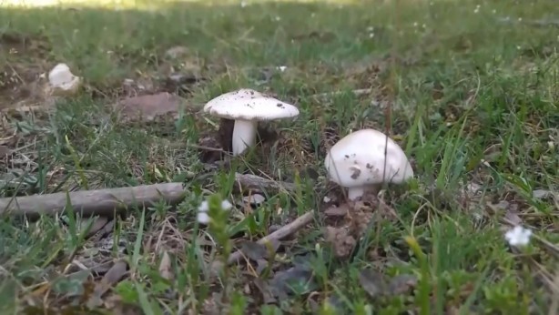 Foto - 1'i çocuk 5 kişilik aile mantardan zehirlendi!