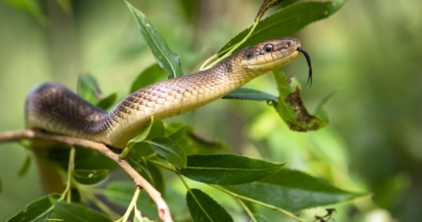 Foto - 2 Ağustos tarihine dikkat! Yılan uzmanı uyardı! O sebepten, akın akın Türkiye'ye gelecekler! Camınızı pencerenizi sıkı sıkıya kapatın