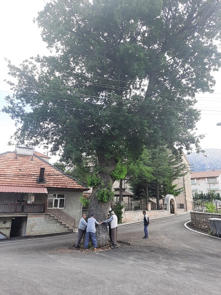 Foto - 2 asırlık ağaç koruma altına alındı