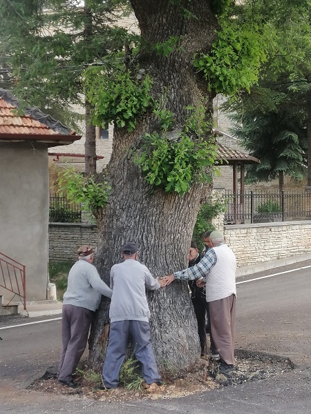 Foto - 2 asırlık ağaç koruma altına alındı